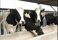 تحقیق و پژوهش-اصول و راهکارهای پرورش گاو شیری و گوساله-در 80 صفحه-docx